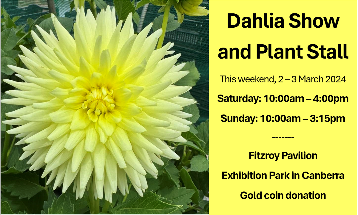 Dahlia Show and Plant Stall